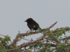 Dicrurus adsimilis apivorus