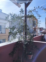 Olea europaea