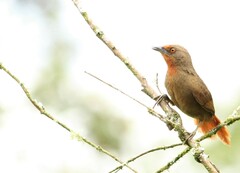 Phacellodomus erythrophthalmus