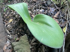 Haemanthus humilis hirsutus