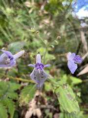 Isodon amethystoides