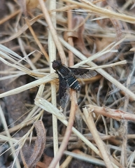 Hemipenthes differens