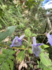 Isodon amethystoides