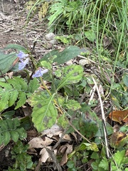 Isodon amethystoides