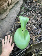 Haemanthus humilis hirsutus