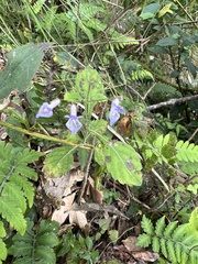 Isodon amethystoides