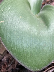 Haemanthus humilis hirsutus