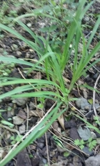 Arthropodium candidum