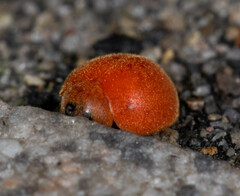 Chilocorus circumdatus