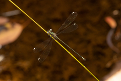 Miniargiolestes minimus