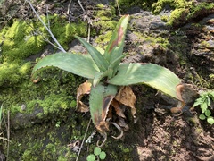 Aloe affinis