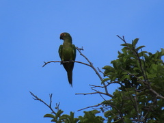 Eupsittula aurea