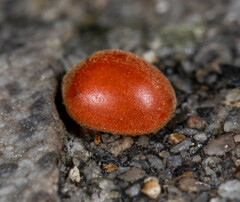 Chilocorus circumdatus