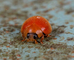 Chilocorus circumdatus