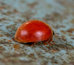 Chilocorus circumdatus