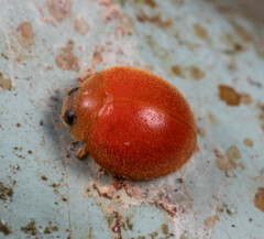 Chilocorus circumdatus