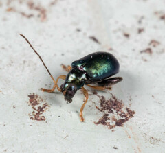 Aphthona strigosa