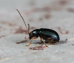 Aphthona strigosa