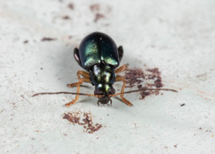 Aphthona strigosa