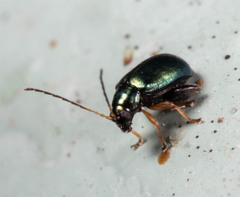 Aphthona strigosa