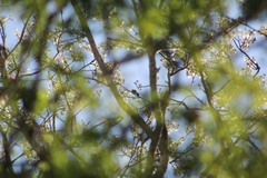 Cynanthus doubledayi