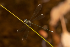 Miniargiolestes minimus