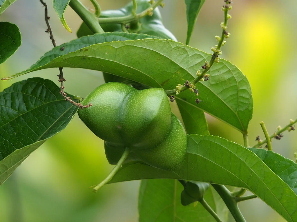 Sacha Inchi (Plukenetia volubilis)  iNaturalist