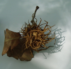 Andricus caputmedusae