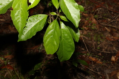Clerodendrum floribundum