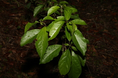 Clerodendrum floribundum