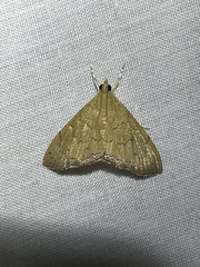 Hyalobathra crenulata
