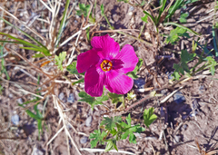 Modiolastrum gilliesii