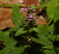 Teucrium argutum