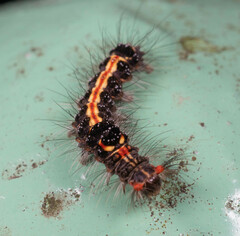 Orvasca subnotata