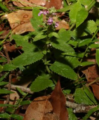 Teucrium argutum