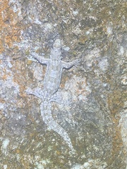 Hemidactylus craspedotus