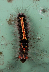 Orvasca subnotata