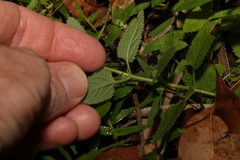 Teucrium argutum