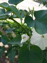 Misumenops callinurus