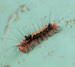 Orvasca subnotata