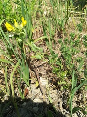Chamaecytisus supinus