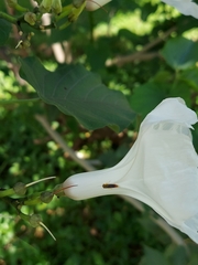 Dilobopterus costalimai