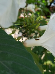 Dilobopterus costalimai