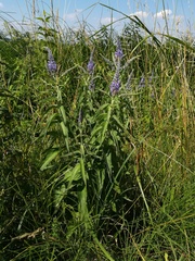 Veronica longifolia longifolia