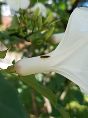 Dilobopterus costalimai