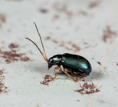 Aphthona strigosa