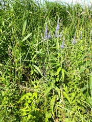 Veronica longifolia longifolia