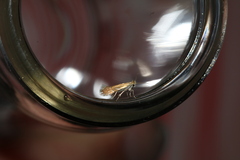 Phyllonorycter quercifoliella