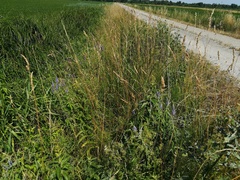 Veronica longifolia longifolia
