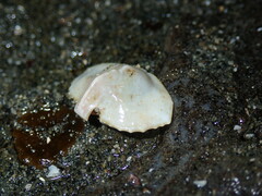 Cryptolithodes sitchensis